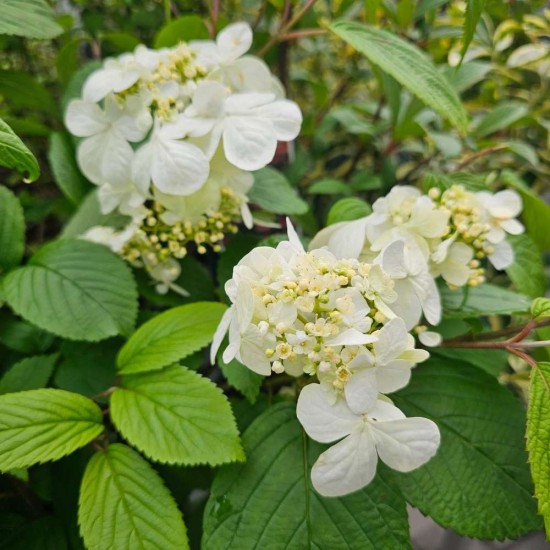 Viburnum plicatum 'Mariesii'