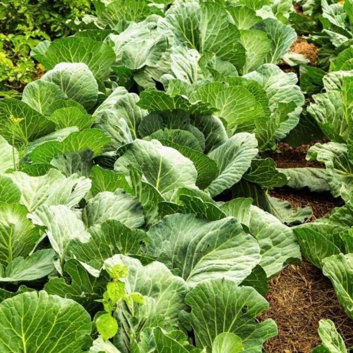 Cabbage 10 Pack