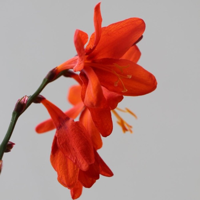 Crocosmia 'Babylon' 