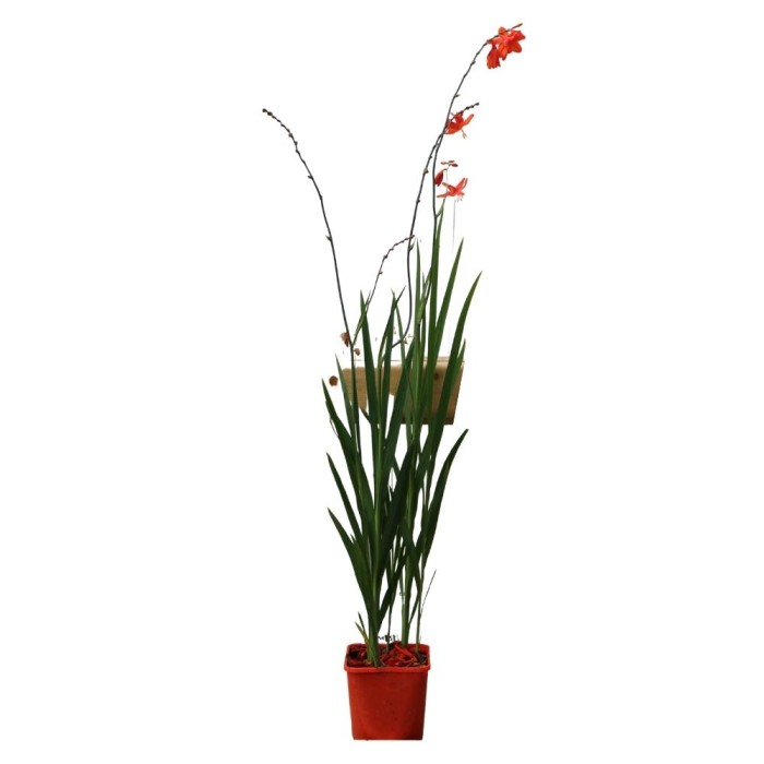 Crocosmia 'Babylon' 