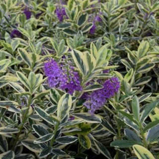 Hebe Elliptica Variegata