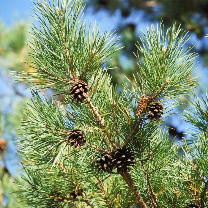 Pinus Sylvestris - Scots Pine Bare Root