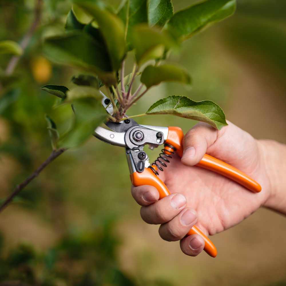 Cutting & Pruning 