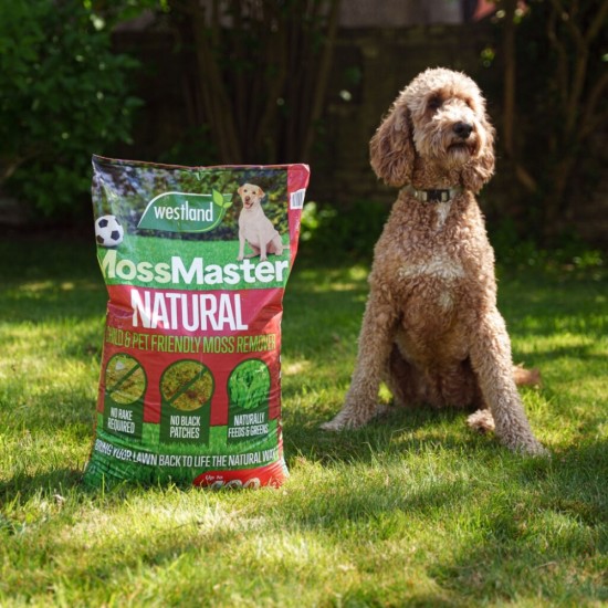 Westland Moss Master Moss Remover & Lawn Feed | 400m² Bag