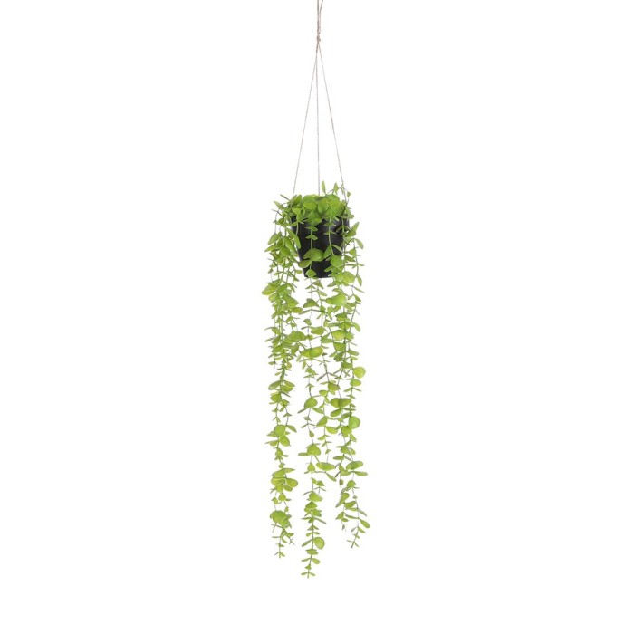 Eucalyptus Hanging Plant