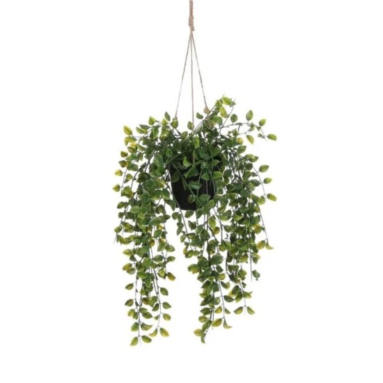 Ficus Hanging Plant