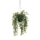 Ficus Hanging Plant